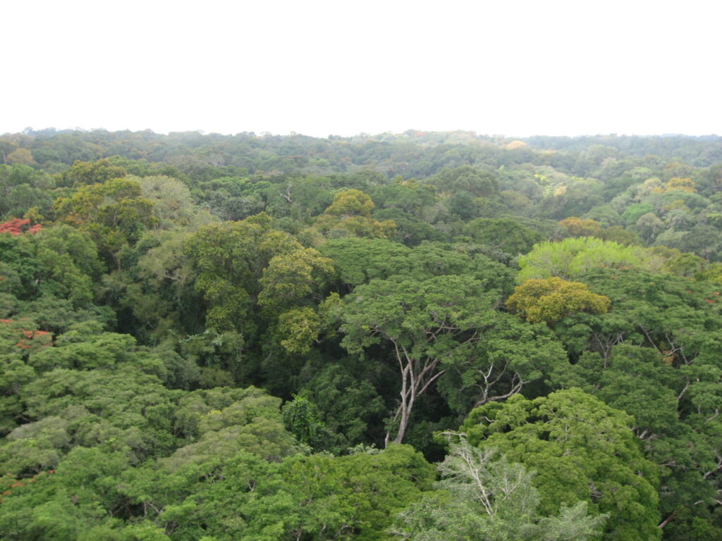 Ghana Ankasa Forest from the Eddy Tower