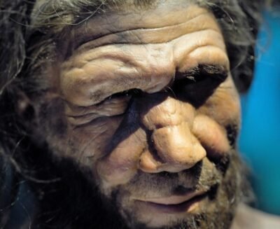 Il lungo viaggio del DNA neandertaliano nel nostro genoma