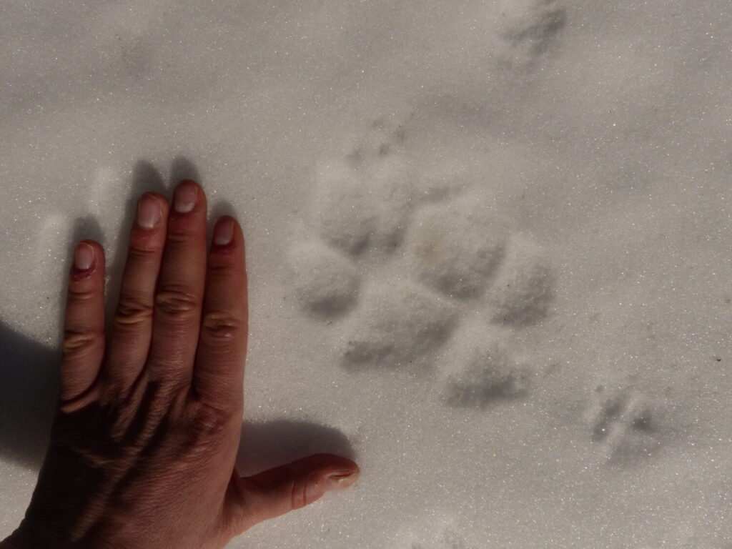 Cervi, caprioli, lupi e...mangiatoie! 3 impronte lupo 1