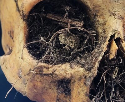 Saper leggere lo scheletro per ricostruire il passato delle specie umane: intervista alla prof.ssa Belcastro (seconda parte)