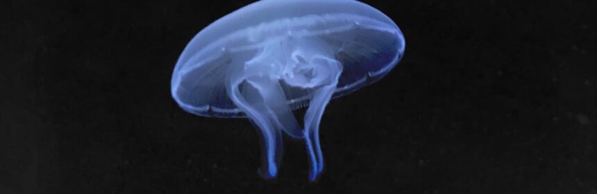 Aurelia ChristianAgrillo