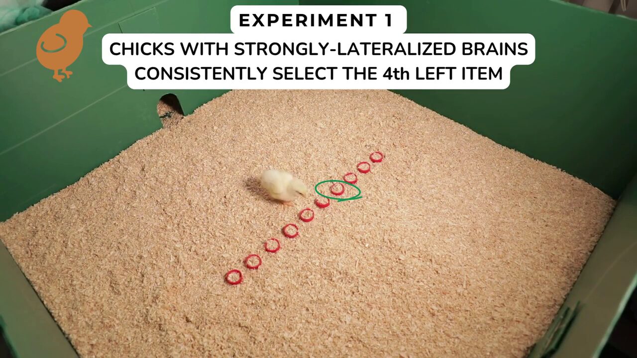 vlcsnap 2025 11 20 18h15m31s978