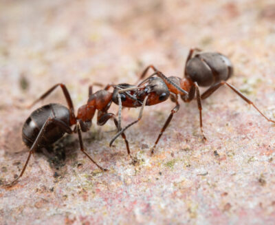 Ritorno al futuro: da una strampalata ricerca degli anni Cinquanta alla biodiversity genomics delle formiche dei boschi