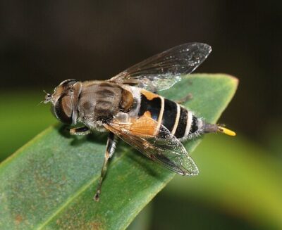 The imitation game: mimi contro predatori! Alla lunga chi la vince?