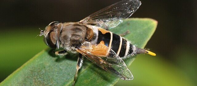 Hoverfly July 2008 1 1