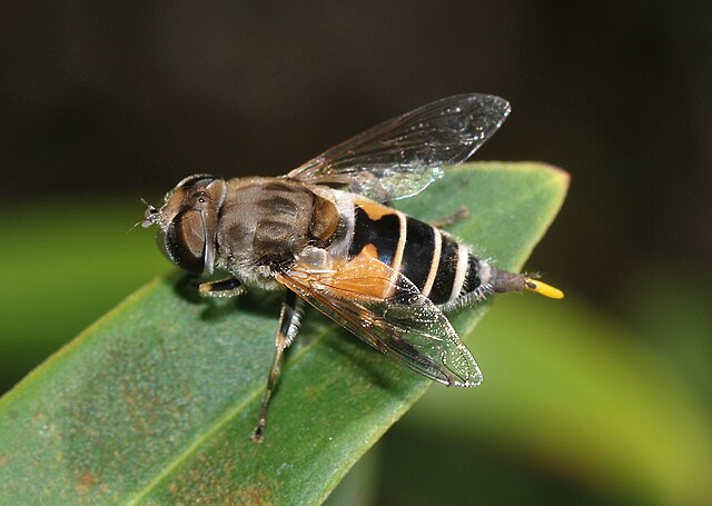 Hoverfly July 2008 1 1