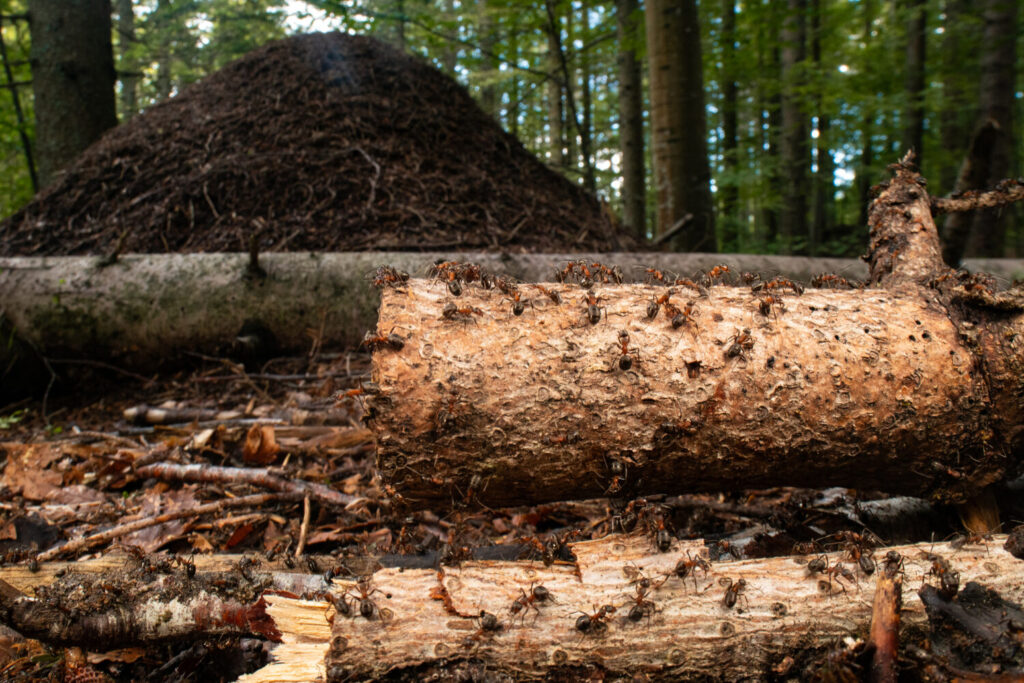 Ritorno al futuro: da una strampalata ricerca degli anni Cinquanta alla biodiversity genomics delle formiche dei boschi 3 Paragrafo 1