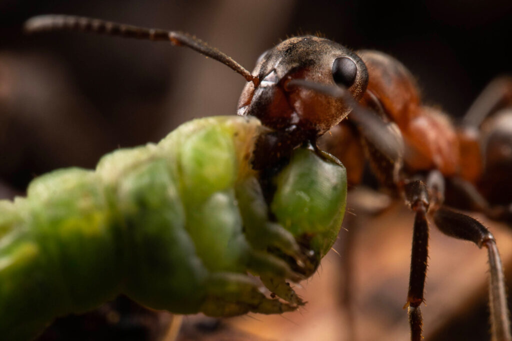 Ritorno al futuro: da una strampalata ricerca degli anni Cinquanta alla biodiversity genomics delle formiche dei boschi 4 Paragrafo 2