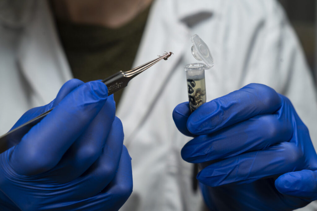 Ritorno al futuro: da una strampalata ricerca degli anni Cinquanta alla biodiversity genomics delle formiche dei boschi 6 Paragrafo 5 2