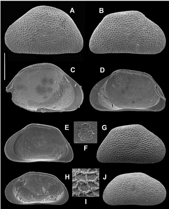 Schellencandona antoniae