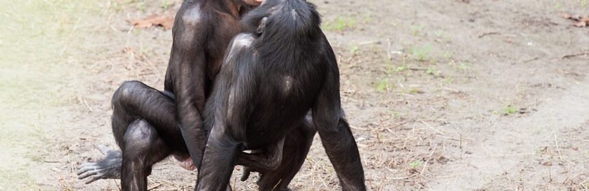 Attribution: Rob Bixby, CC BY 2.0, via Wikimedia Commons