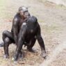 Come i bonobo usano le espressioni facciali per creare legami durante il sesso