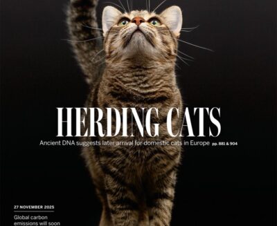 I gatti non hanno avuto fretta