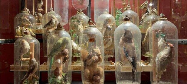 Fourcault bottiglie ampolle MUST