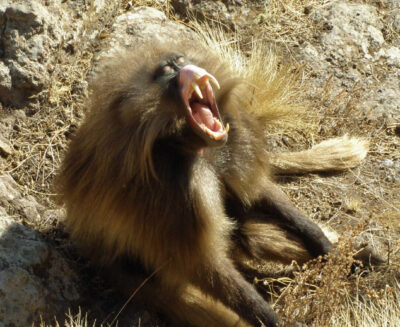 Sbadigli che parlano