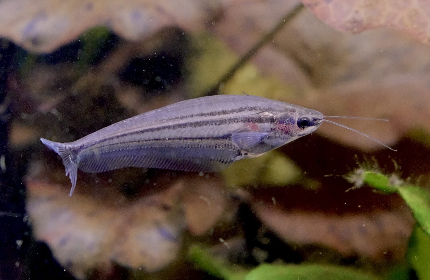 K macropterus 2