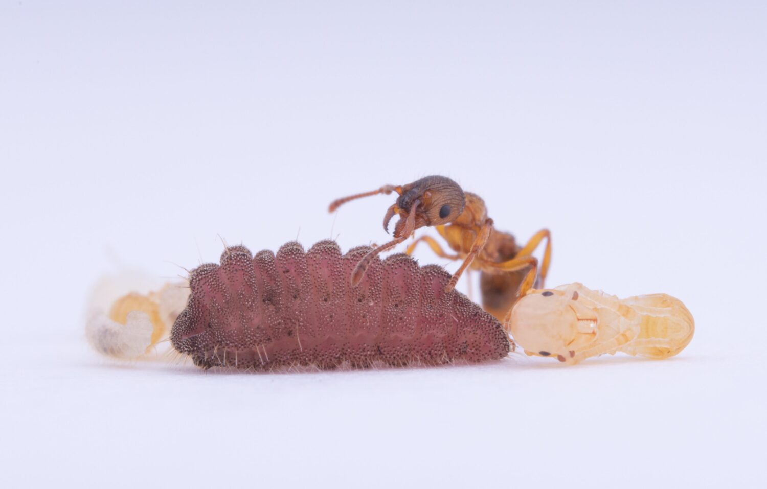 Mteleius Mscabrinodis Daniel Sanchez