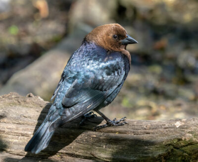 Il mistero del canto “liquido” del vaccaro testabruna