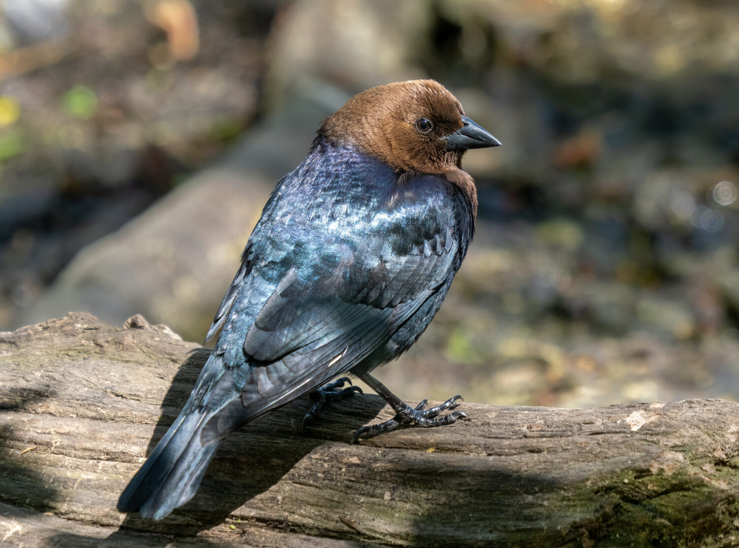 Brown headed cowbird male 71126
