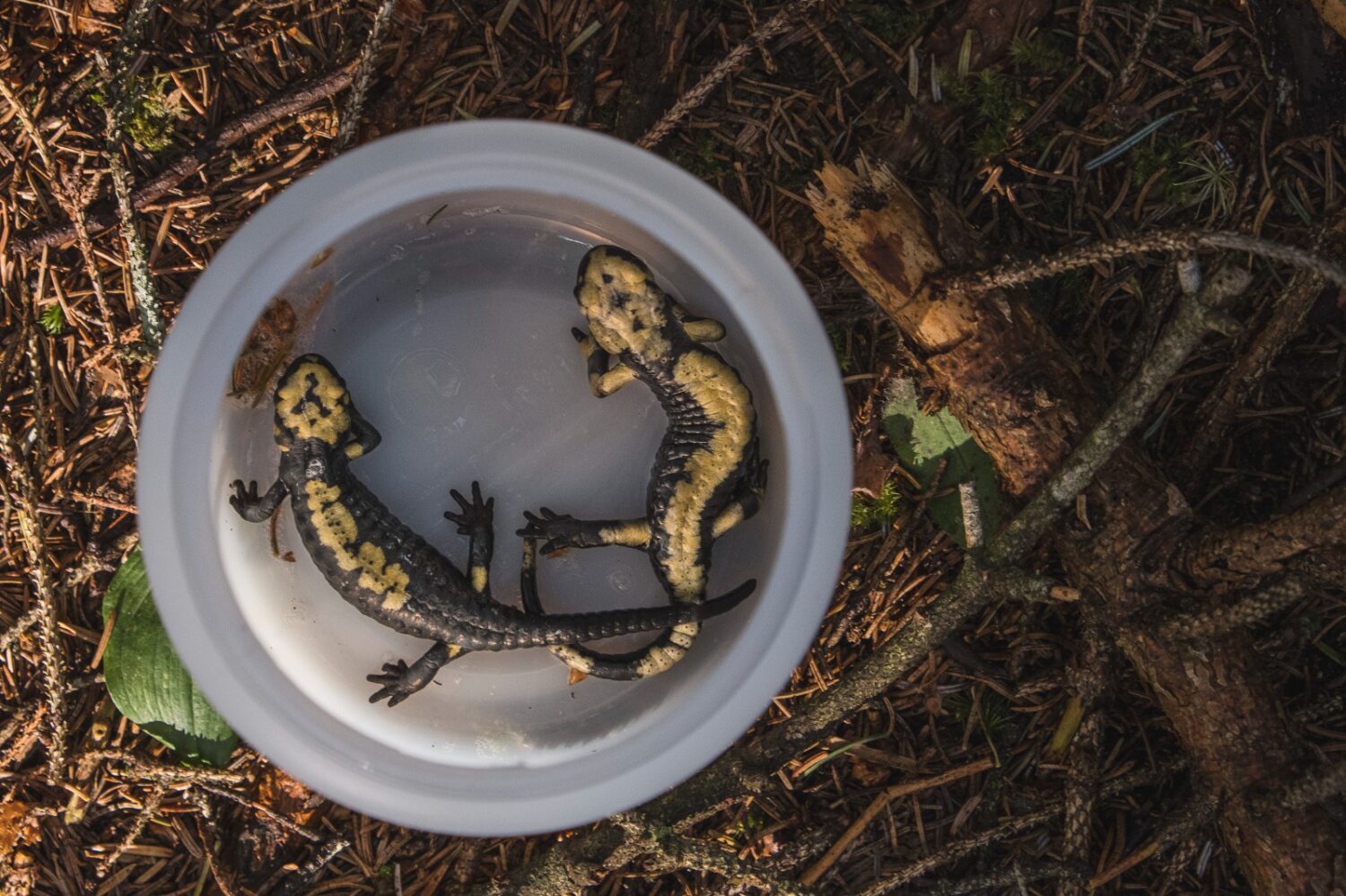 Monitoraggio Aurora PH Federica Daldon 1