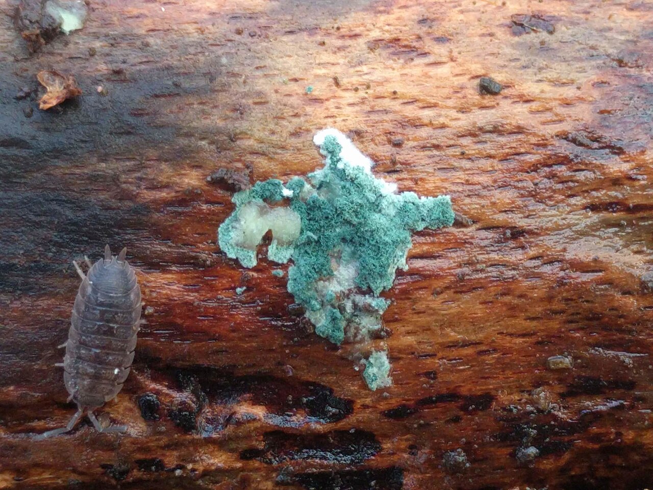 Trichoderma viride 108228236