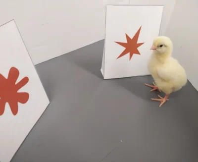 I pulcini associano spontaneamente suoni e forme