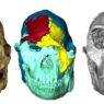 Il volto di un Australopithecus di 3,7 milioni di anni fa ricostruito in 3D