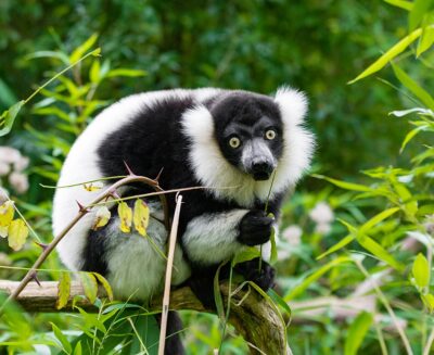 BirdNET: nato per gli uccelli, oggi ascolta anche le voci dei lemuri