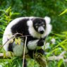 BirdNET: nato per gli uccelli, oggi ascolta anche le voci dei lemuri