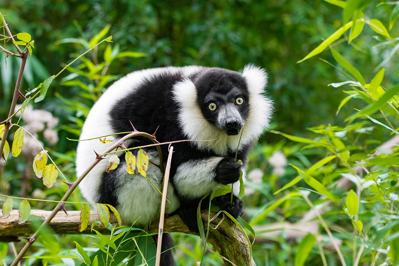Lemur 24677080788