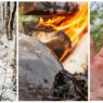 I Neanderthal usavano il catrame di betulla per curare le ferite?