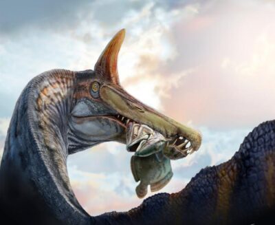 Lo Spinosauro dalla cresta a scimitarra