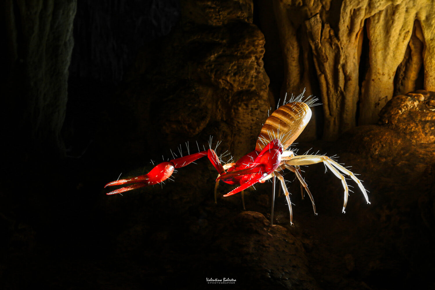 Neobisium in grotta Torri Slivia 2