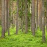 Il clima ridisegna la competizione tra gli alberi europei