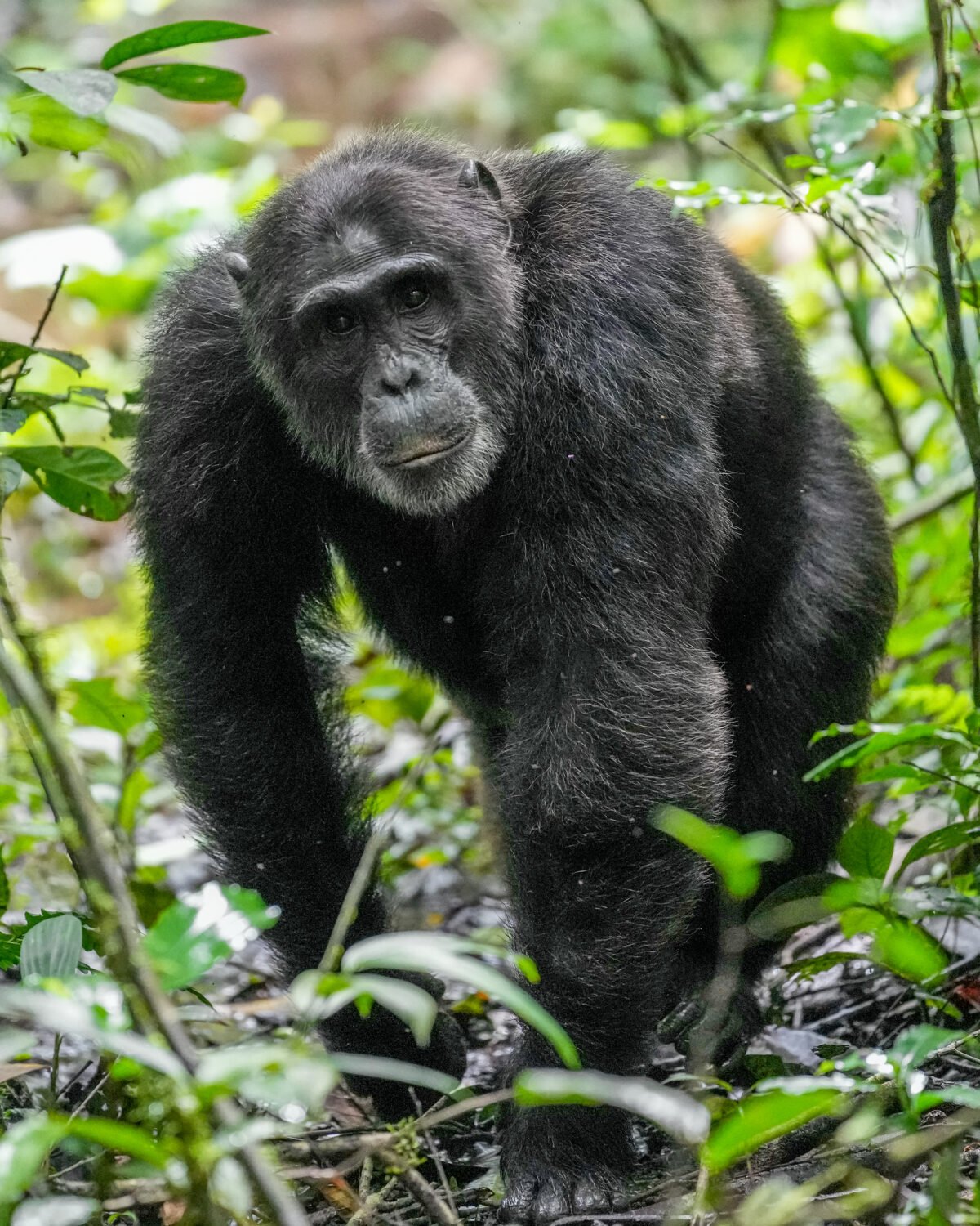 016 Alpha male chimpanzee walking at Kibale forest National Park Photo by Giles Laurent