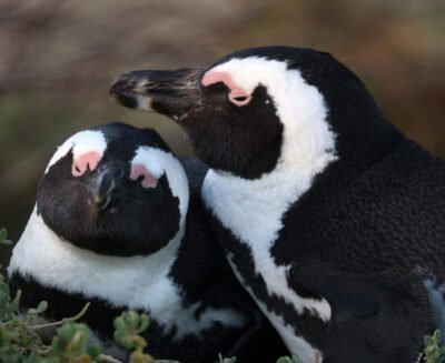 Quando il suono rivela la dimensione: i pinguini africani riconoscono “chi parla”