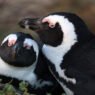 Quando il suono rivela la dimensione: i pinguini africani riconoscono “chi parla”