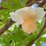 I fiori dei baobab cambiano insieme ai loro impollinatori