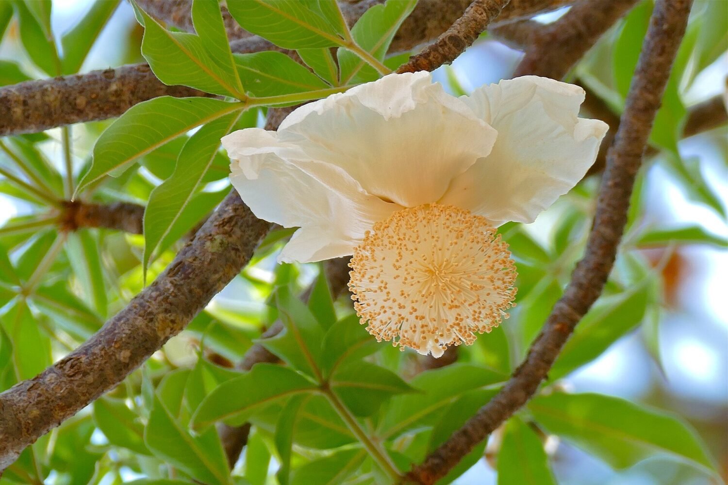 Baobab Adansonia digitata flower 32875100870