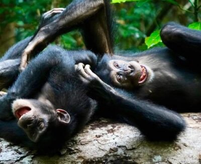 Perché in alcune specie di primati gli adulti giocano di più