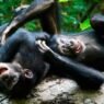 Perché in alcune specie di primati gli adulti giocano di più