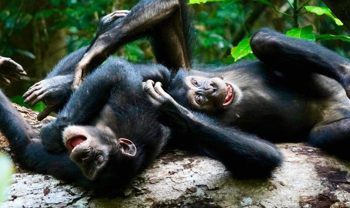 Low Res Chimpanzee social play interaction and play face CREDIT Liran Samuni and Tai Chimpanzee Project