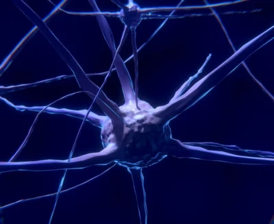 Il microbiota intestinale potrebbe aver accompagnato l’evoluzione del cervello dei primati