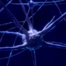Il microbiota intestinale potrebbe aver accompagnato l’evoluzione del cervello dei primati
