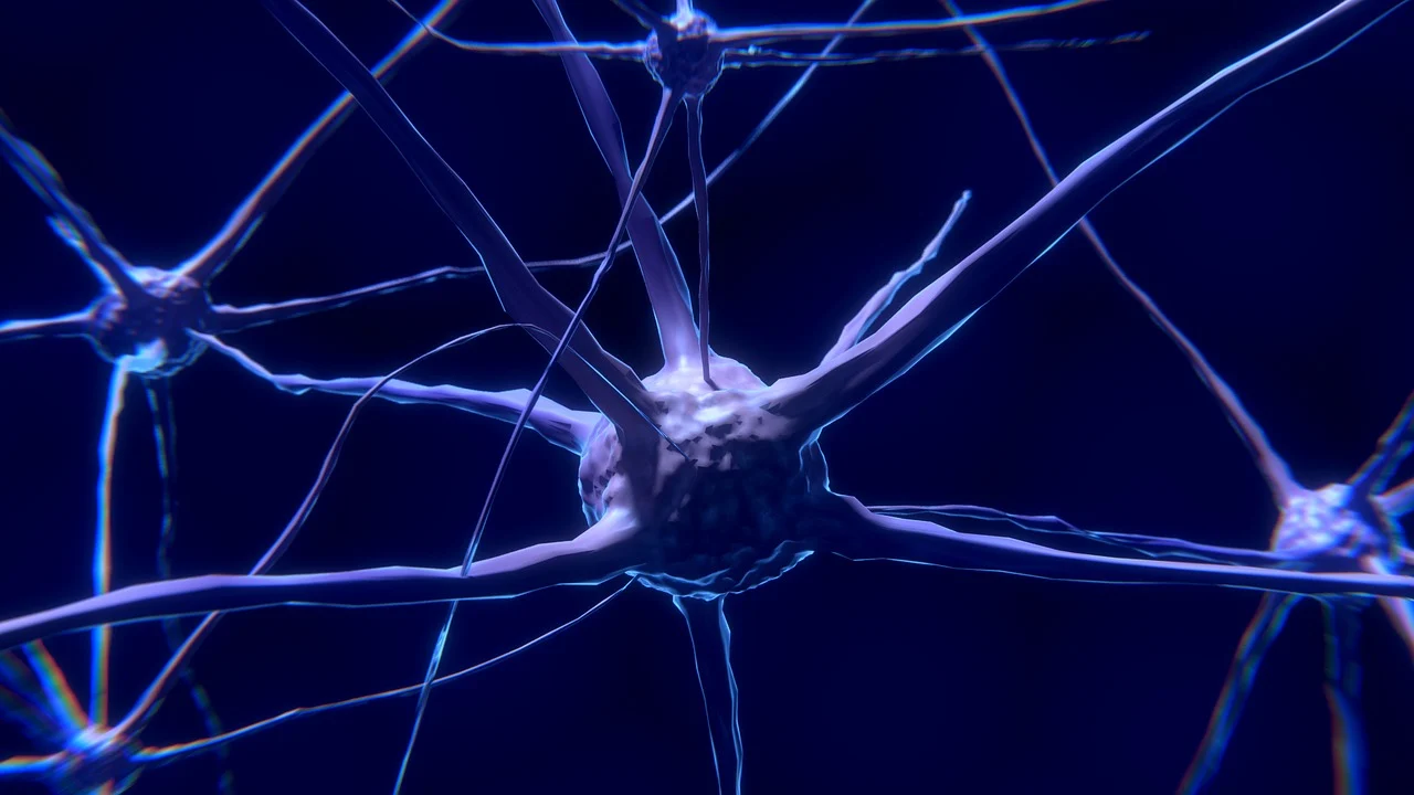 nerve cells 2213009 1280