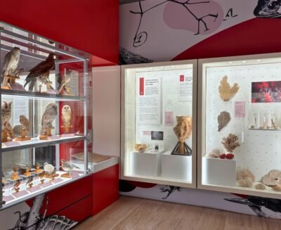 Ripensare le sale di Zoologia: a Rovereto un nuovo percorso tra evoluzione, biodiversità e cognizione animale