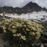 Sulle Alpi il ghiaccio nascosto può proteggere la biodiversità dal riscaldamento
