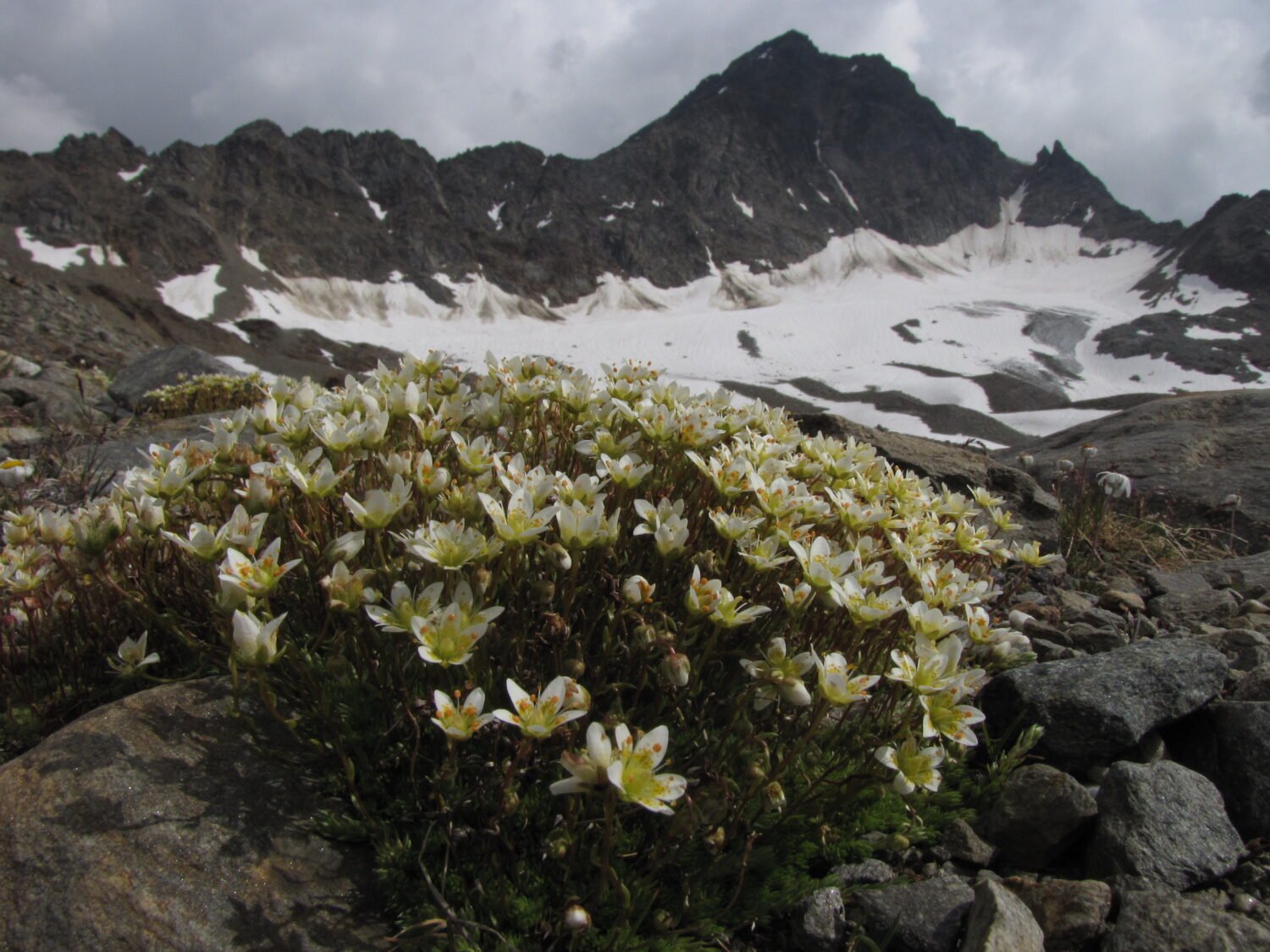 2 Saxifraga bryoides Sforzellina SO