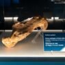 Il leone delle caverne che sopravvisse a una frattura scomposta