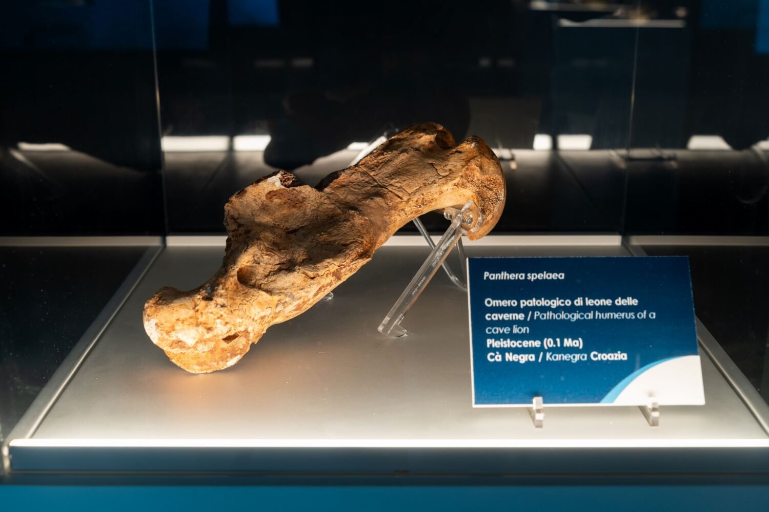 Reperto esposto nella mostra PALEOTAC. Come guardare attraverso i fossili credit Sistema Museale di Ateneo Universita di Bologna